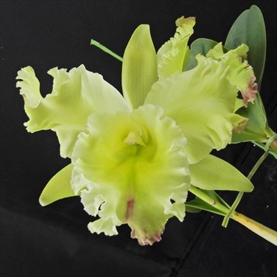 楽天市場】【開花見込株】フレッドクラーケアラ アフターダーク SVO