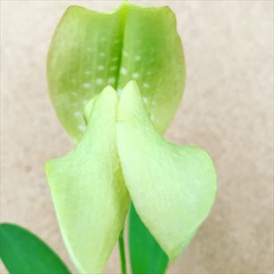 楽天市場 洋ラン 開花予定株 バルボフィラム グランディフローラム シャイニング フジ Bulb Grandiflorum Shining Fuji 10 5cmポット 洋ラン 洋蘭 インテリア Omr レイテストプランツ