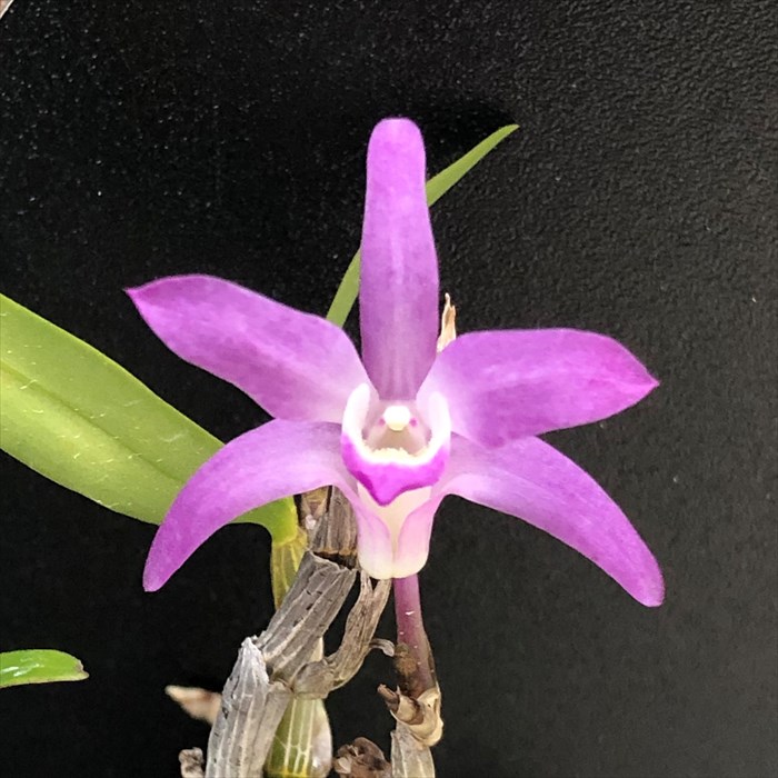 ミヤマムギラン 紅珊瑚 【富貴蘭・春蘭・山野草・寒蘭】