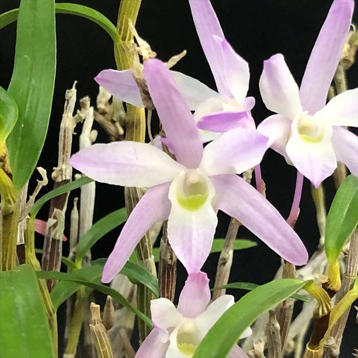 楽天市場】花物セッコク【開花見込株】天紫晃 2.5号鉢 石斛 古典植物