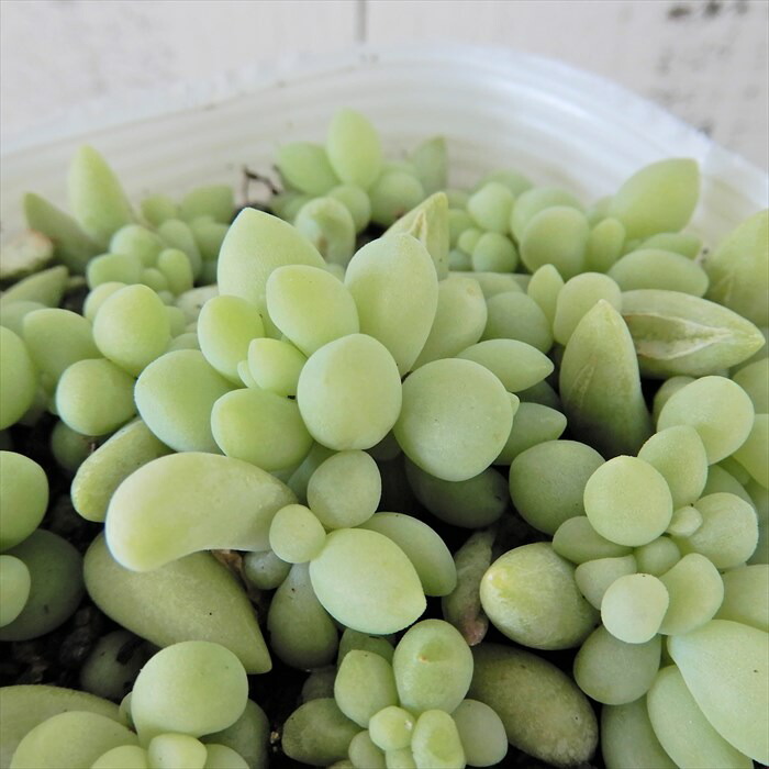 楽天市場 多肉植物 セダム ばらまきタマツヅリ 7 5cmポット 玉つづり 観葉植物 インテリア Fbt レイテストプランツ