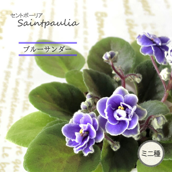 セントポーリア ブルーサンダー 3号鉢 ミニ種 鉢花 インテリアグリーン Ogr 11月中旬以降発送 海外