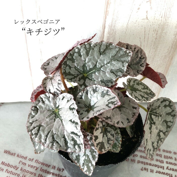 楽天市場 予約販売 レックスベゴニア キチジツ 吉日 10 5cmポット ベゴニア 鉢花 インテリアグリーン インドアグリーン 11月中旬以降発送 レイテストプランツ