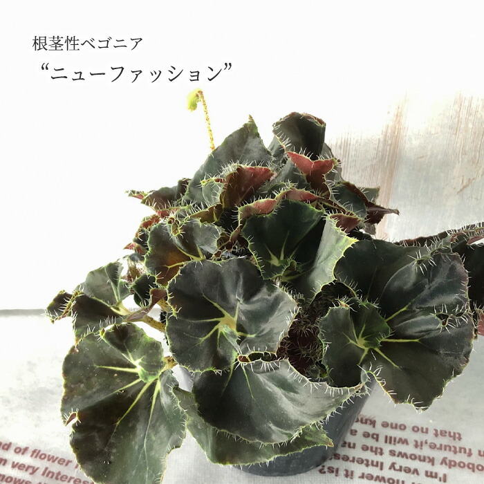 根茎性ベゴニア ニューファッション 10.5cmポット ベゴニア 鉢花 インテリアグリーン インドアグリーン kmr 11月中旬以降発送