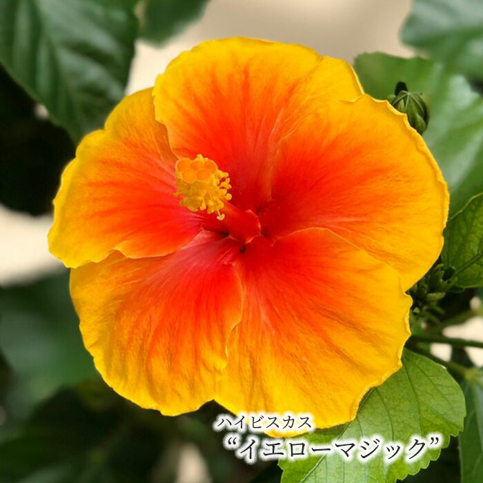予約販売 ハイビスカス 5号 6月下旬以降発送 Ogc プリン 鉢植え 全てのアイテム プリン