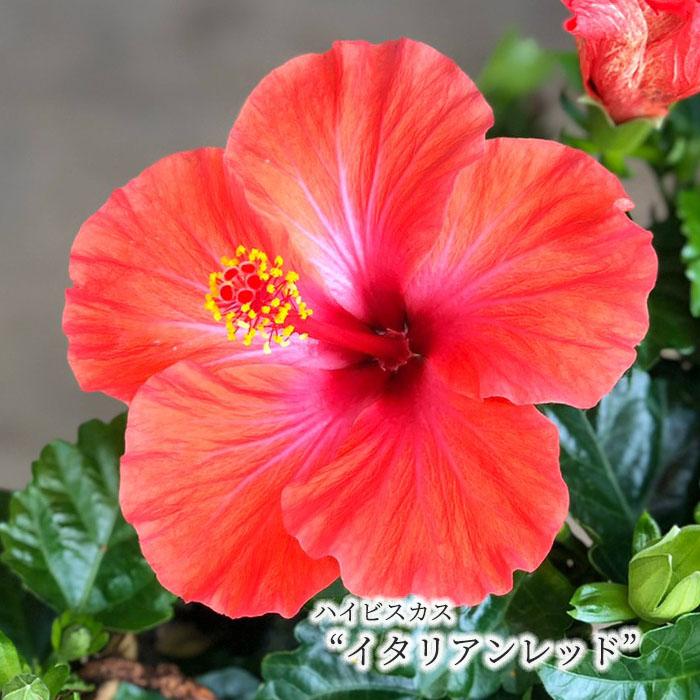 楽天市場】【予約販売】 ハイビスカスチャイニーズレッド 5号 鉢植え