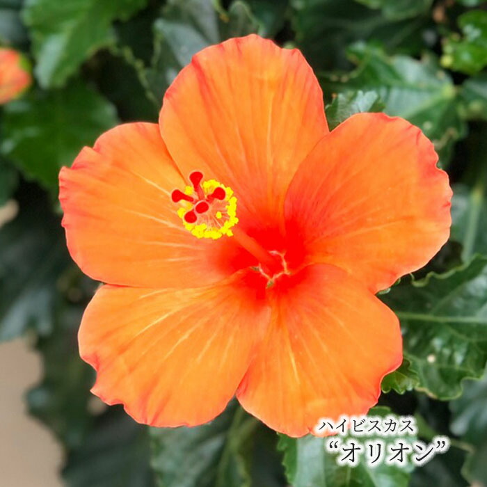 ハイビスカス 楽天市場】【予約販売】 ハイビスカス スイートピンク 5号 鉢植え tyo