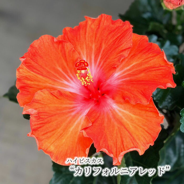 楽天市場】【予約販売】 ハイビスカス スイートピンク 5号 鉢植え tyo