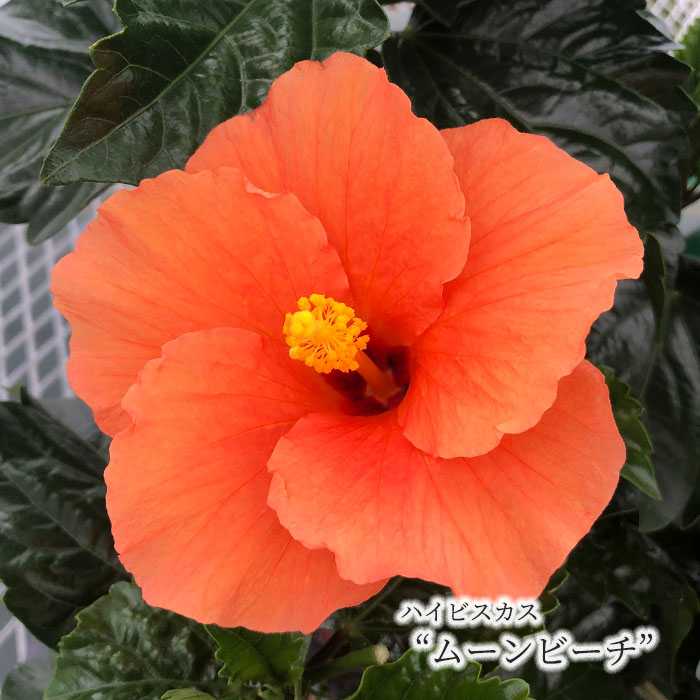 楽天市場】【予約販売】 ハイビスカスビーチボール 5号 鉢植え fru 5月