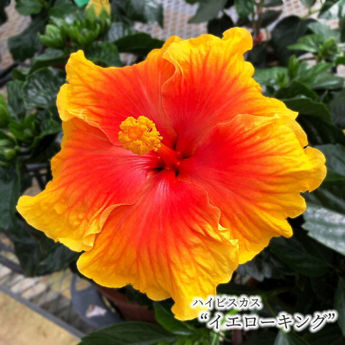 椿様ご確認用〜ハイビスカス　ビーチボール〜 椿様ご確認用〜ハイビスカス ビーチボール〜 ハイビスカス：ビーチ