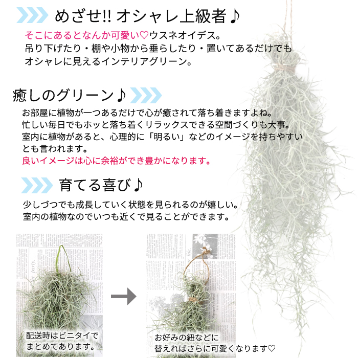 観葉植物 エアープランツ ウスネオイデス 約30cm 35cm 送料無料 エアプランツ インテリア Crunchusers Com