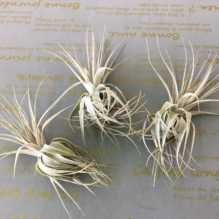 観葉草木 エアープランツ チランジア ガルドネリ Sp T Gardnerii エアプランツ 家具 Eco Hotjobsafrica Org