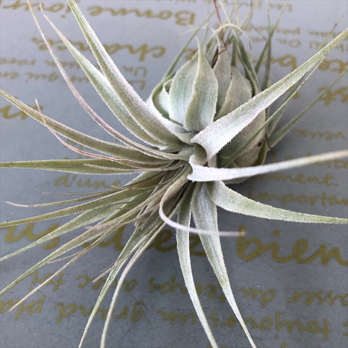 観葉草木 エアープランツ チランジア ガルドネリ Sp T Gardnerii エアプランツ 家具 Eco Hotjobsafrica Org