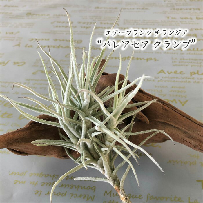 観葉草木 エアープランツ チランジア パレアセア クランプ T Paleacea Clump エアプランツ ファニチャー Eco Hotjobsafrica Org