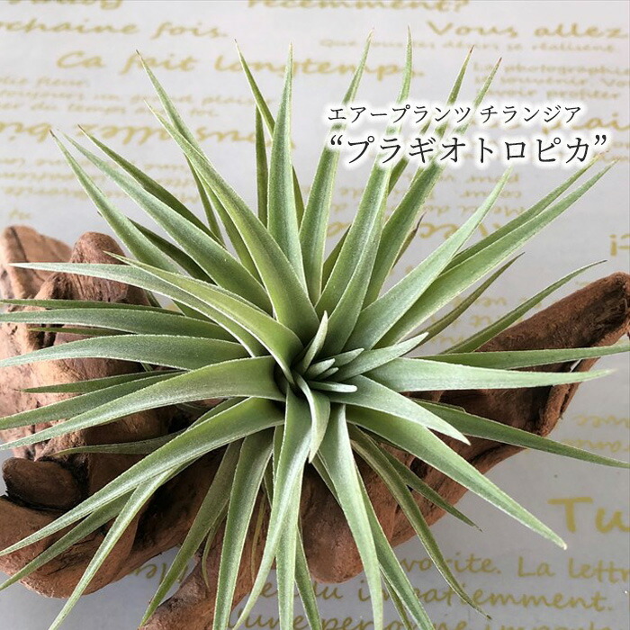 観葉植物 エアープランツ チランジア プラギオトロピカ T Plagiotropica エアプランツ インテリア Eco Educaps Com Br