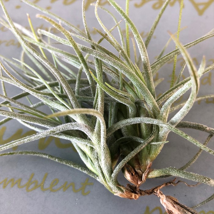 観葉植物 エアープランツ チランジア レクルバータ クランプ T Recruvata Clump エアプランツ インテリア Eco Marcsdesign Com