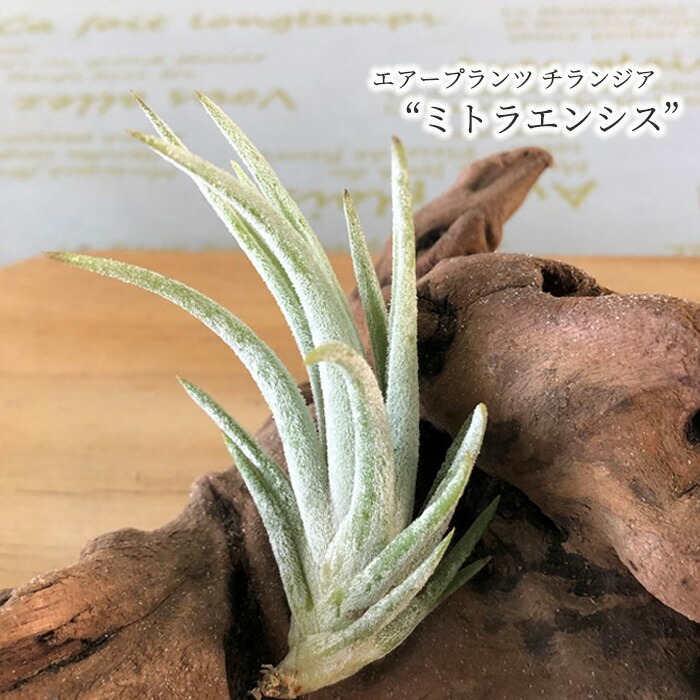 観葉植物 エアープランツ チランジア ミトラエンシス T Mitlaensis エアプランツ インテリア Eco Hotjobsafrica Org