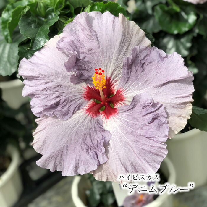 楽天市場】【予約販売】 ハイビスカス イエローキング 5号 鉢植え tyo