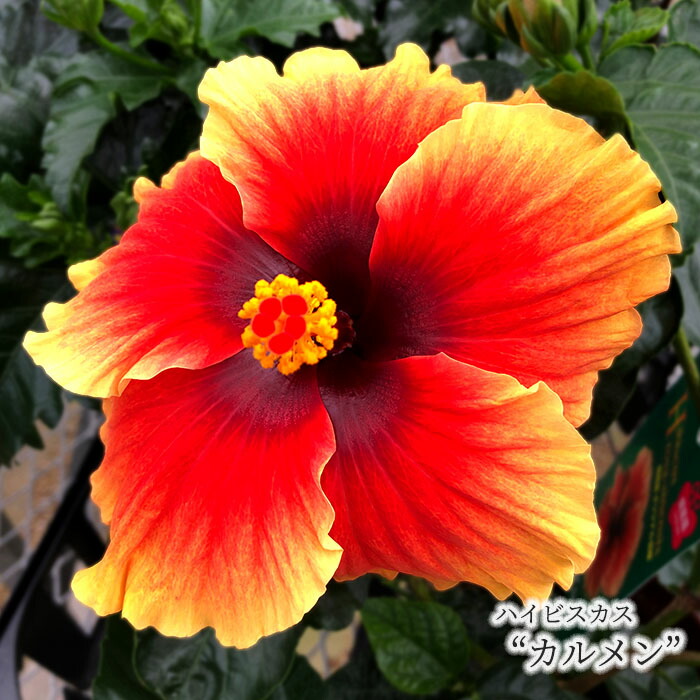 ハイビスカス 園芸ネット本店｜ハイビスカス：プチニクシー5号鉢植え の通販【公式】