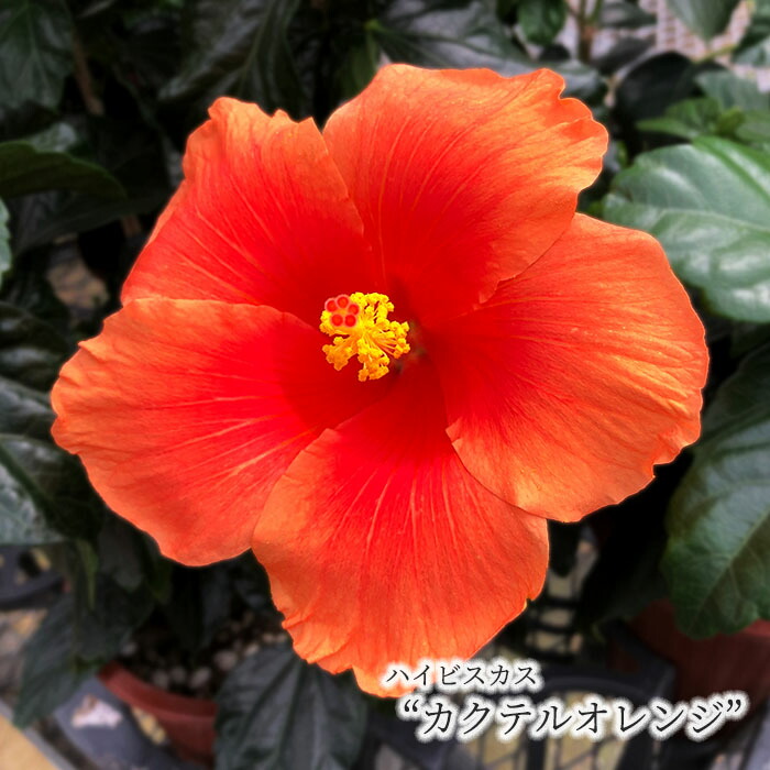 楽天市場】【予約販売】 ハイビスカスビーチボール 5号 鉢植え fru 5月