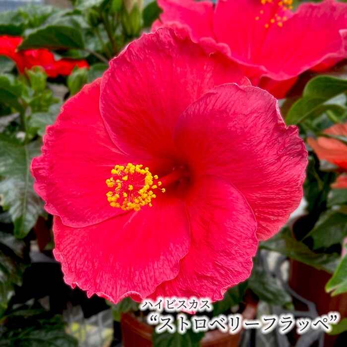 528円 今季一番 予約販売 ハイビスカス K ブルー 5号 鉢植え Tyo 6月