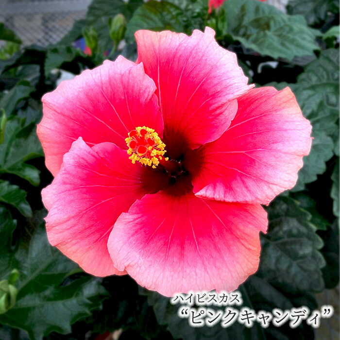 楽天市場】【予約販売】 ハイビスカスビーチボール 5号 鉢植え fru 5月