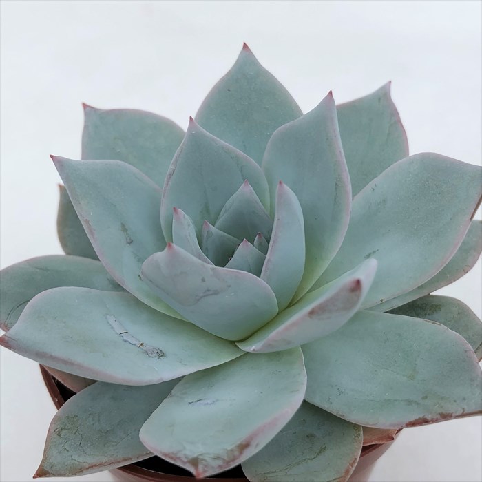 楽天市場 多肉植物 エケベリア ジャシリー 7 5cmポット 観葉植物 インテリア Kas レイテストプランツ