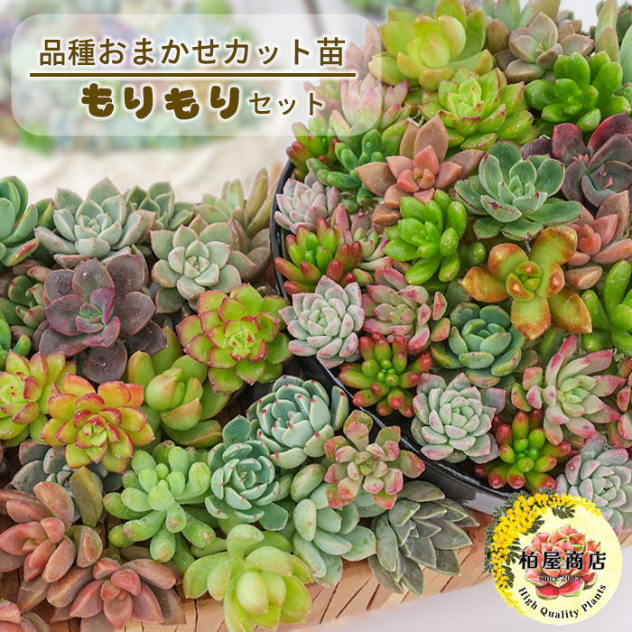 楽天市場】【柏屋商店さん直送】送料無料 多肉弁当 多肉植物 観葉植物