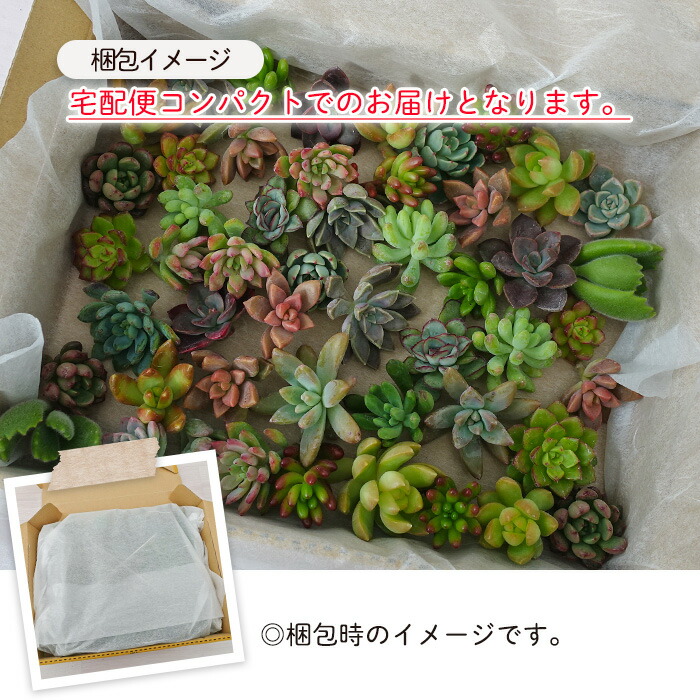 柏屋商店さん直送】多肉植物 送料無料 品種おまかせカット苗