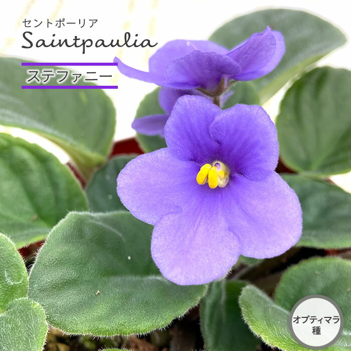 楽天市場 予約販売 セントポーリア ステファニー 9cmポット オプティマラ種 鉢花 インテリアグリーン Skf 11月中旬以降発送 レイテストプランツ