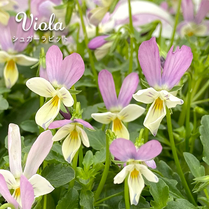 楽天市場】【予約販売】 ビオラ 公爵令嬢 9cmポット 花苗 ガーデニング
