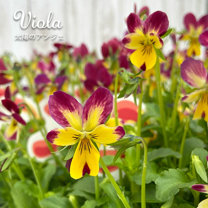 楽天市場】【予約販売】 ビオラ 歌劇☆スター 雪月花 9cmポット 花苗