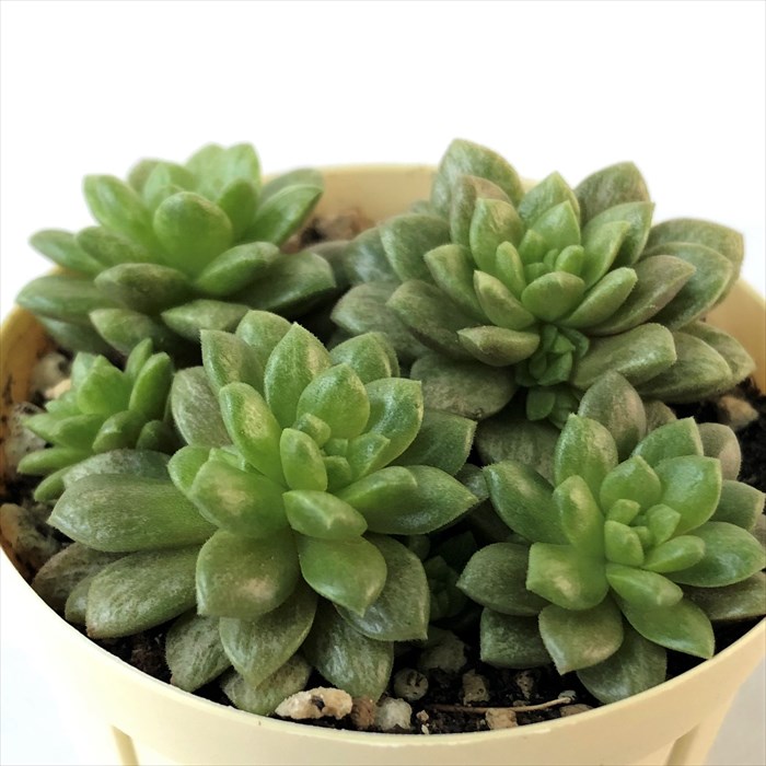 楽天市場】多肉植物 エケベリア エレガンスブルー 7.5cmポット