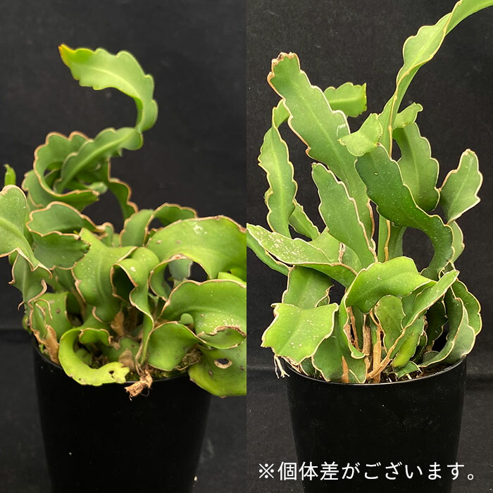 多肉植物 サボテン ドラゴンフルーツ 3 5号鉢 観葉植物 インテリア Asa Marcsdesign Com