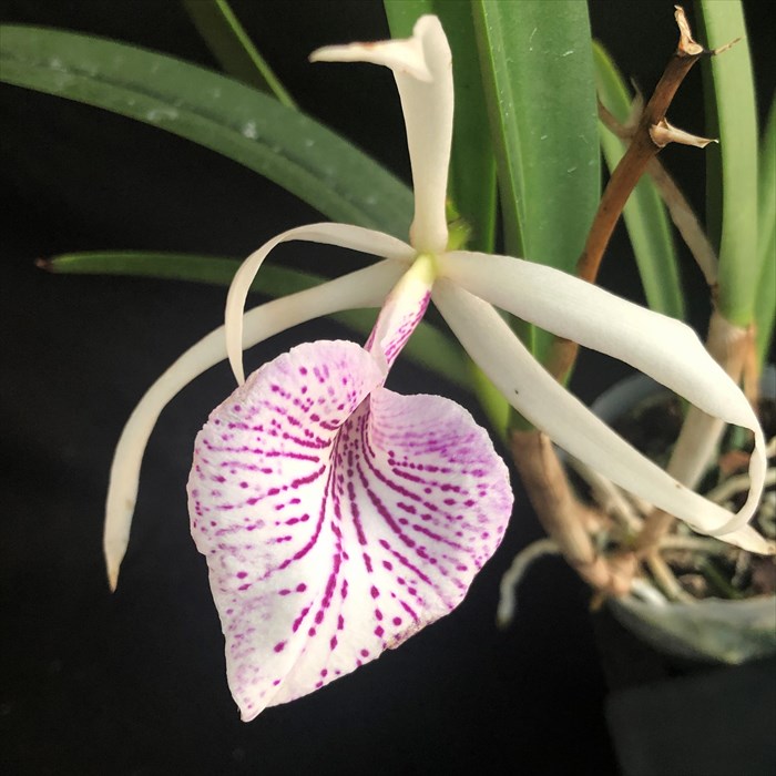 楽天市場】【予約販売】 洋ラン【開花見込株】デンドロビウム フラビ