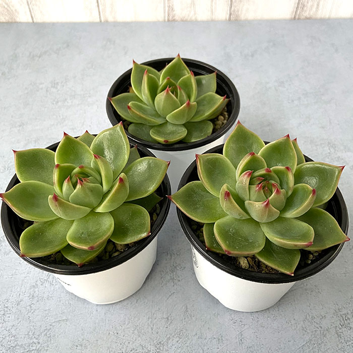 多肉植物 エケベリア 青竜 9cmポット 観葉植物 インテリア装飾 Yos Bairien Yamagata Jp