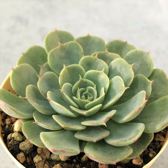 楽天市場 多肉植物 エケベリア ジャシリー 7 5cmポット 観葉植物 インテリア Kas レイテストプランツ