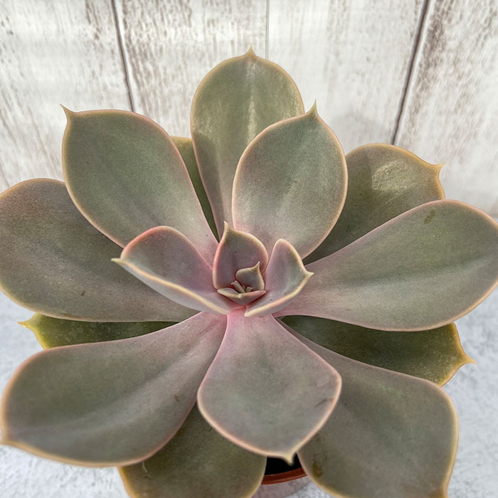 楽天市場 多肉植物 エケベリア ジャシリー 7 5cmポット 観葉植物 インテリア Kas レイテストプランツ