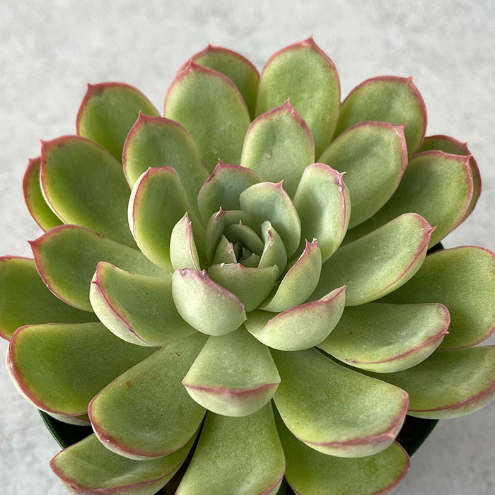 楽天市場 多肉植物 エケベリア 花月夜 7 5cmポット 観葉植物 インテリア Kas レイテストプランツ