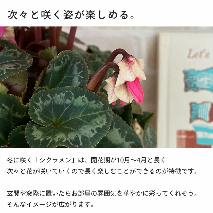 送料無料 プレミアム シクラメン 5号鉢 ギフト 12月上旬 中旬以降発送 鉢花 ますだ農園 ワーリーギグ