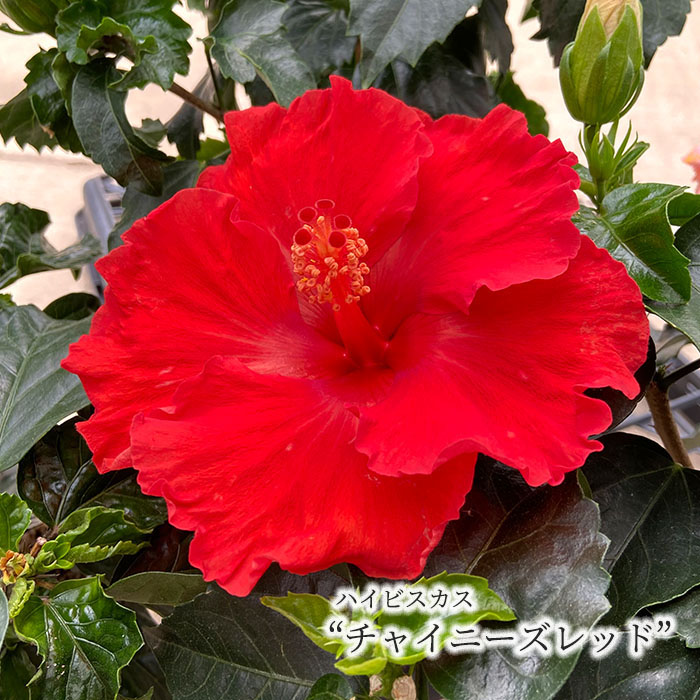 楽天市場】【予約販売】 ハイビスカスビーチボール 5号 鉢植え fru 5月