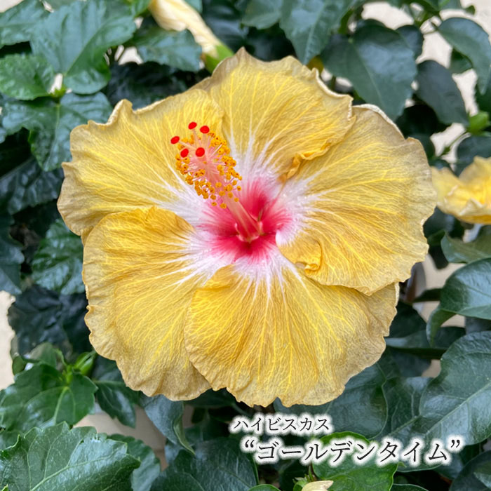 楽天市場】【予約販売】 ハイビスカス ソーシャルビューティ 5号