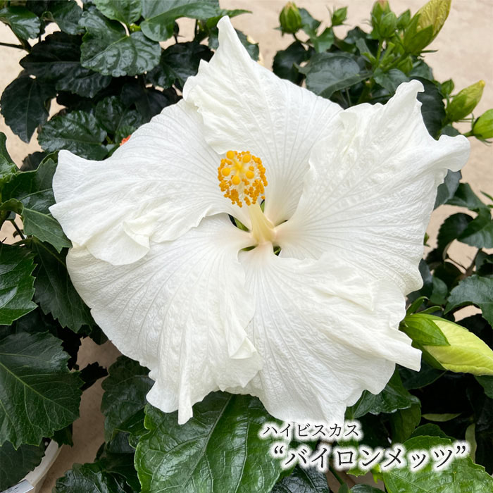 楽天市場】【予約販売】 ハイビスカスチャイニーズレッド 5号 鉢植え