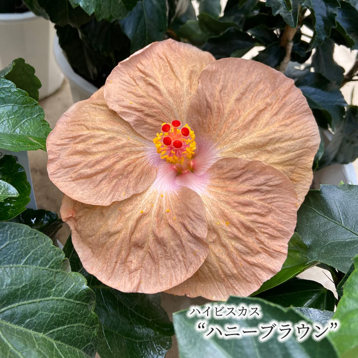 楽天市場】ハイビスカス デニムブルー 5号サイズ 鉢植え おすすめ品種