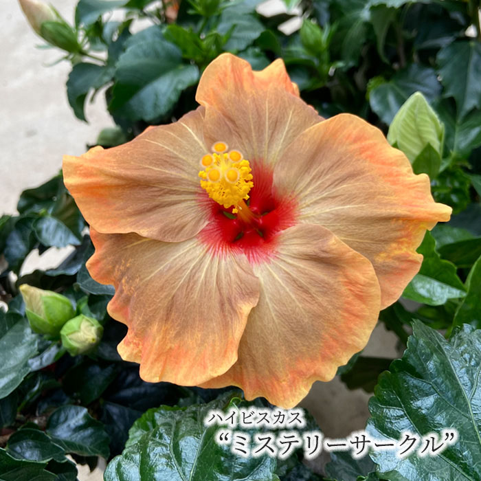 楽天市場】【予約販売】 ハイビスカスビーチボール 5号 鉢植え fru 5月