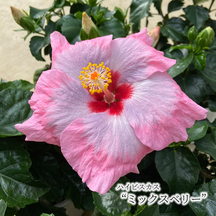 楽天市場】【予約販売】 ハイビスカスデニムブルー 5号 鉢植え fru 5月