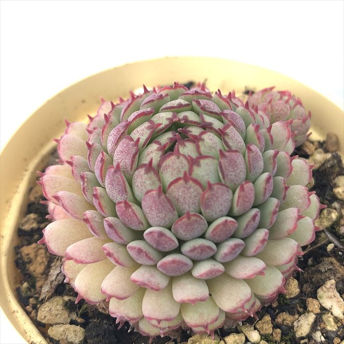楽天市場】多肉植物 グラプトペタラム ブロンズ姫 7.5cmポット