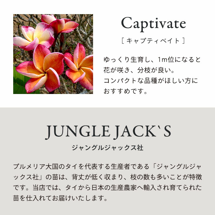 別倉庫からの配送 送料無料 プルメリア キャプティベイト 5号鉢 鉢花 熱帯植物 ハワイ タヒチ Qdtek Vn