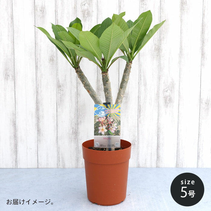送料無料 プルメリア 5号鉢 タヒチ ハワイ モヒート 熱帯植物 鉢花 激安人気新品 モヒート