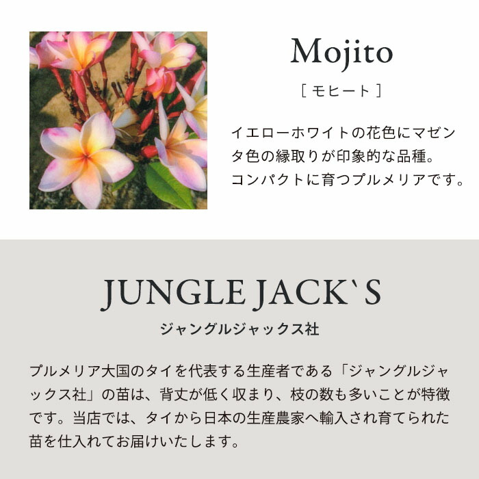 送料無料 プルメリア 5号鉢 タヒチ ハワイ モヒート 熱帯植物 鉢花 激安人気新品 モヒート
